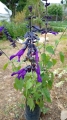 Salvia Amistad
