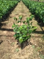 Salvia Amistad