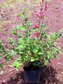 Salvia roja o piña