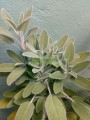 Salvia real