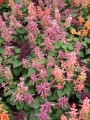 Salvia de colores