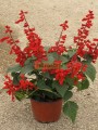 Salvia de colores