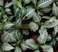 Sanchezia