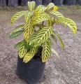 Sanchezia