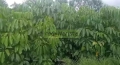 Aralia schefflera