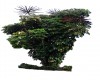 Aralia schefflera