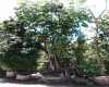 Aralia schefflera