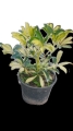 Aralia arboricola mini golden