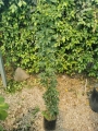 Aralia mini verde