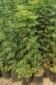 Aralia mini verde
