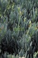 Senecio Azul