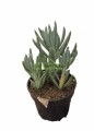 Senecio Azul
