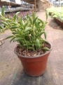 Senecio platanito