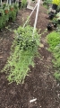 Senecio platanito