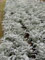 Dusty miller