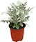 Dusty miller