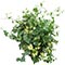 Senecio