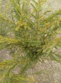 Cassia amarilla del desierto
