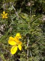 Cassia amarilla del desierto