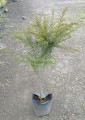 Cassia amarilla del desierto