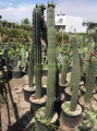 Pitayo Xoconostle