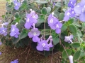 Violeta colgante