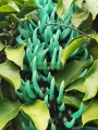 Parra de Jade