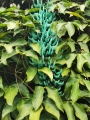 Parra de Jade