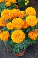 Cempazuchitl relleno flor grande
