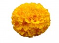 Cempazuchitl relleno flor grande