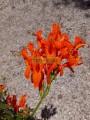 Bignonia naranja