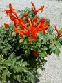 Bignonia naranja