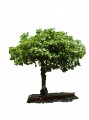 Almendro