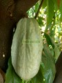 Cacao