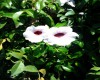 Bignonia blanca