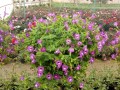 Torenia
