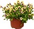 Torenia