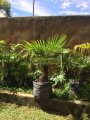 Trachycarpus fortunei