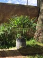 Trachycarpus fortunei
