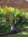 Trachycarpus fortunei