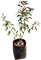 Vitex purpura