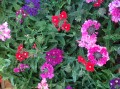 Verbena