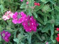 Verbena