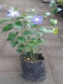 Vinca verde
