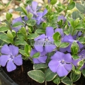 Vinca minor