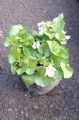 Viola