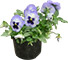 Viola