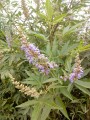 Vitex agnus-castus