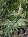 Vitex agnus-castus