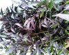 Vitex purpura